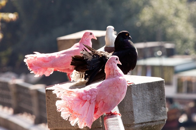 在篮球的世 在篮球的世